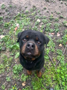 Cani in adozione: Shiro cerca famiglia