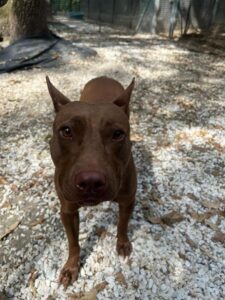 Briciola cerca una nuova famiglia