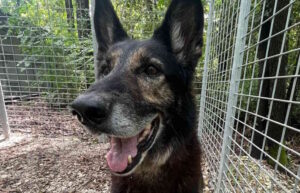 La lupa Lisa cerca casa