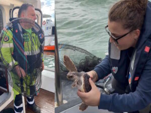 Liberata in mare a Livorno la giovane tartaruga Caretta Caretta Louise