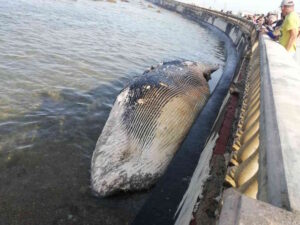 Livorno, balena spiaggiata alla Terrazza Mascagni