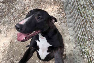 Olga, abbandonata a maggio, cerca nuova famiglia