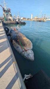 Rimossa la balena spiaggiata alla Terrazza Mascagni (Video)