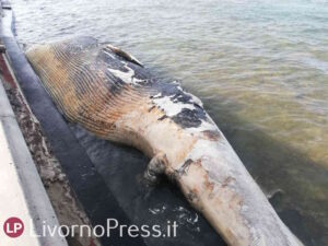 Smaltimento balena, iniziano le operazioni di rimozione in via d'urgenza