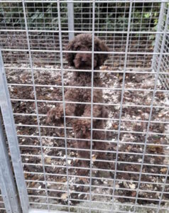 Trovato cane vagante in via Giotto