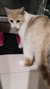 Livorno, trovato gatto maschio adulto in via Corcos: si cercano i proprietari