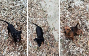 Trovati tre cani simil pinscher privi di microchip, si cercano i proprietari