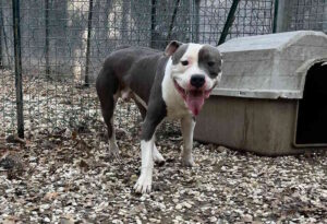 Billy  aspetta una famiglia