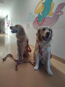Eva e Annie sono state le protagoniste del nuovo avvio del progetto “I cani-bagnino fanno un tuffo in corsia” realizzato della Pediatria dell’ospedale di Livorno con la collaborazione della Scuola Italiana Cani Salvataggio e premiato nel febbraio scorso con la medaglia al valore cinofilo. “Oggi diamo nuovamente il benvenuto in reparto – spiega Roberto Danieli, direttore Pediatria Livorno – a Eva e Annie, due splendidi esemplari di golden retriever che, dopo la pausa estiva che lòe ha viste impegnate sulle coste del nostro mare sono tornate a farci visita accompagnate dalle addestratrici della Scuola Italiana Cani Salvataggio Toscana. Grazie a questo progetto verranno a fare visita periodicamente ai nostri piccoli degenti portando momenti di svago molto graditi e apprezzati anche da genitori e operatori sanitari. Tutti gli animali, oltre ad essere certificati dal punto vista veterinario, sono specificatamente addestrati e brevettati per attività di salvaguardia e salvataggio delle spiagge e su macerie, ma impiegati anche in importanti progetti sociali di supporto per associazioni o realtà scolastiche. Tutte caratteristiche che permette loro di poter stare serenamente con i nostri bambini. Il ricovero rappresenta sempre un momento di disagio dovuto al fatto di vivere un momento di malattia in un ambiente sconosciuto. Tutte le nostre iniziative mirano proprio ad umanizzare il reparto e alleviare questo disagio al fine di migliorarne il benessere fisico, emotivo, cognitivo e sociale e promuoverne il recupero, la guarigione e la qualità della permanenza in ospedale”.