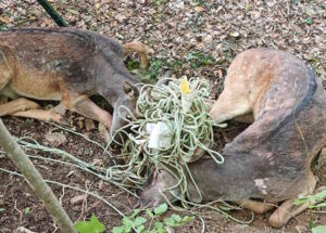 Liberati due daini in difficoltà intrappolati in un cavo elettrico