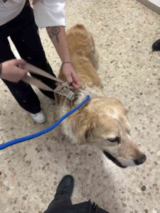 Golden retriever trovato vagante in via Grande, si cerca il proprietario