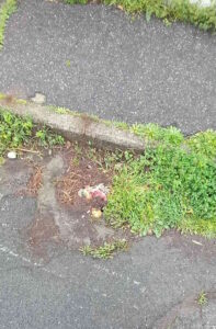 Rosignano, il Gruppo Misto attacca la Giunta: “Caditoie dimenticate, così non si fa prevenzione”