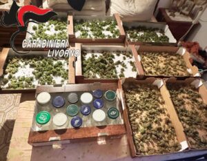 Arrestato 70enne: coltivava marjuana, aveva fucili e munizioni non dichiarate e 2 chili di stupefacente essiccato