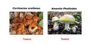 Funghi, meglio non correre rischi: i consigli dei micologi della ASL per evitare intossicazioni