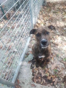 Cani in adozione, Melissa cerca casa