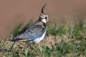 Riaperta la caccia alla Pavoncella, il WWF si appella alla Regione Toscana