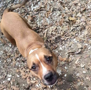 Simba cerca una nuova famiglia la dolce American Pit Bull Terrier in attesa di adozione al canile comunale