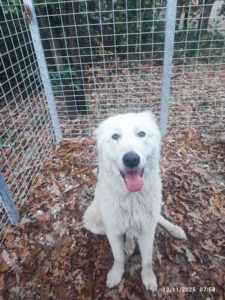 Trovato cane vagante senza microchip