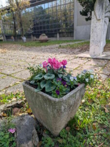 Manutenzione verde urbano: appalto scaduto, l'Amministrazione di Rosignano lavora per una nuova gara