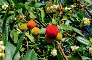 Alberi e arbusti dei boschi livornesi, mostra gratuita al museo di storia naturale