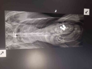 Il piombo uccide in silenzio: Avocetta intossicata dalle munizioni disperse nell&rsquo;ambiente