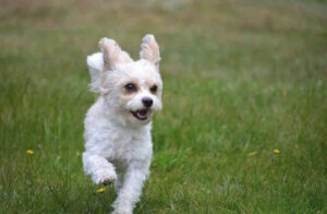 Nuova area di sgambatura cani ad Antignano