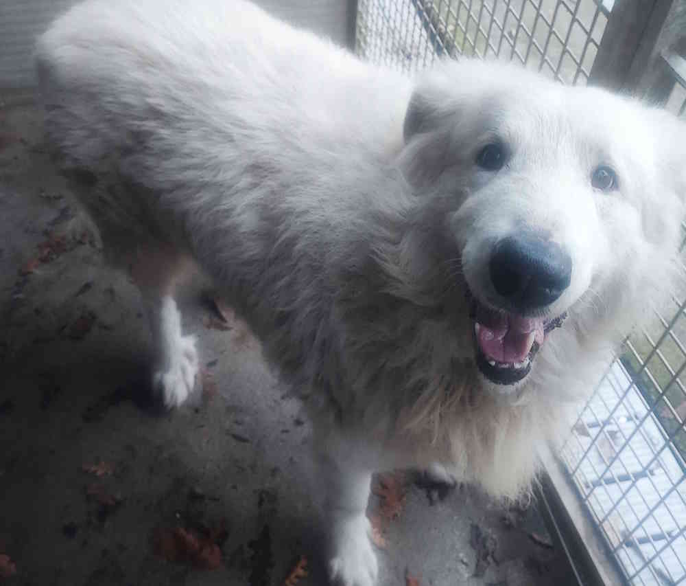 Trovato cane vagante, si cerca il proprietario