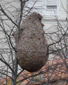 Maxi nido di Vespa velutina in via Calzabigi, Perini attacca il Comune: &ldquo;Segnalazioni ignorate, rimosso dopo mio intervento&rdquo;