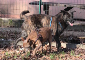 Due cuori e una speranza: Eros e Bimba cercano casa