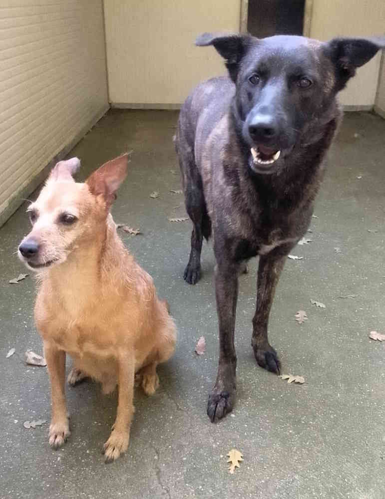 Cani in adozione: Eros e Bimba cresciuti insieme, cercano una famiglia che li accolga entrambi&nbsp;