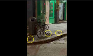 Ratti nel centro di Livorno, la denuncia di un cittadino: &ldquo;Danni all&rsquo;auto e rischio sanitario&rdquo; (Video)