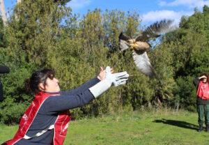 Due rapaci tornano in libertà a San Vincenzo