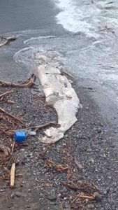 Capodoglio sulla spiaggia di Santa Lucia: iniziate le operazioni di taglio e smaltimento. Prevista chiusura notturna della vecchia Aurelia