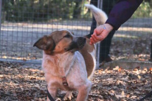 Milla aspetta una famiglia: sei anni, tanta energia e un cuore da scoprire