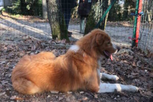 Gordy aspetta ancora: otto anni, educato, innamorato delle persone