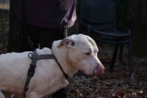 Tequila aspetta una famiglia: sei anni, cuore grande e voglia di ricominciare