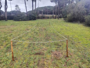 Orchidee selvatiche a San Vincenzo, via al progetto di tutela: delimitate le aree verdi interessate&nbsp;