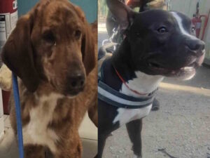 Birillo e Conan cercano casa