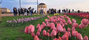Tulipani vista mare: 50mila fiori da cogliere alla Terrazza Mascagni