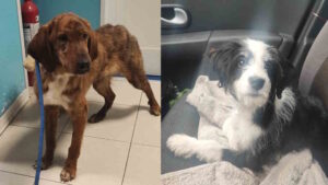 Trovati due cani vaganti in via di Salviano e a Riparbella. Si cercano i proprietari