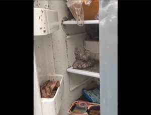 Degrado nelle case Casalp, Perini: &ldquo;Elettrodomestici, bombole del gas e mobilio lasciati nell&rsquo;area condominiale&rdquo;