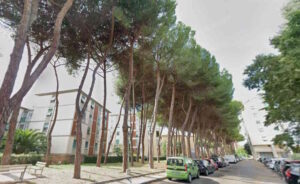 Coteto, al via un intervento programmato di potatura e manutenzione degli alberi