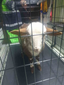 Agnellino salvato in strada la sera di Pasqua intervento di Anpana a Collinaia