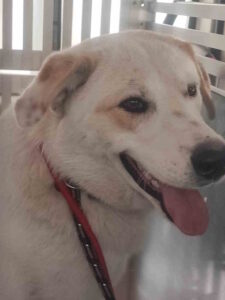 Trovato cane senza microchip in via delle Sorgenti