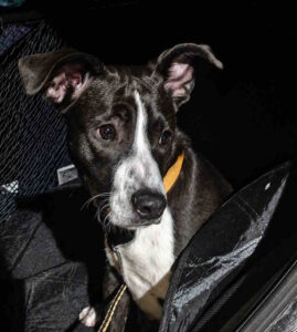 Trovato cane senza microchip in zona Guglia