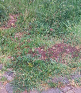 Cestini rimossi nei parchi, il Gruppo Misto attacca la Giunta: “Vanno ripristinati”