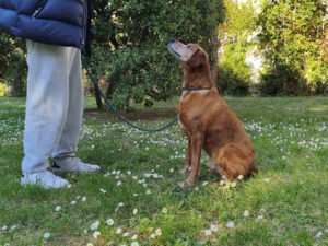 Dal canile alla famiglia: Pongo è la prova che adottare ripaga sempre