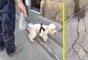 "Bottigliette al guinzaglio": a Livorno parte l’ordinanza anti-pipì dei cani, molti i proprietari promossi, ma reststano i furbetti