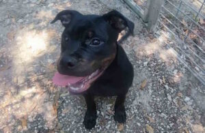 Trovato cucciolo di Rottweiler