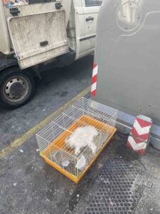 Carcassa di coniglio, mobilio e frigo abbandonati in via Garibaldi, intervengono Aamps e municipale